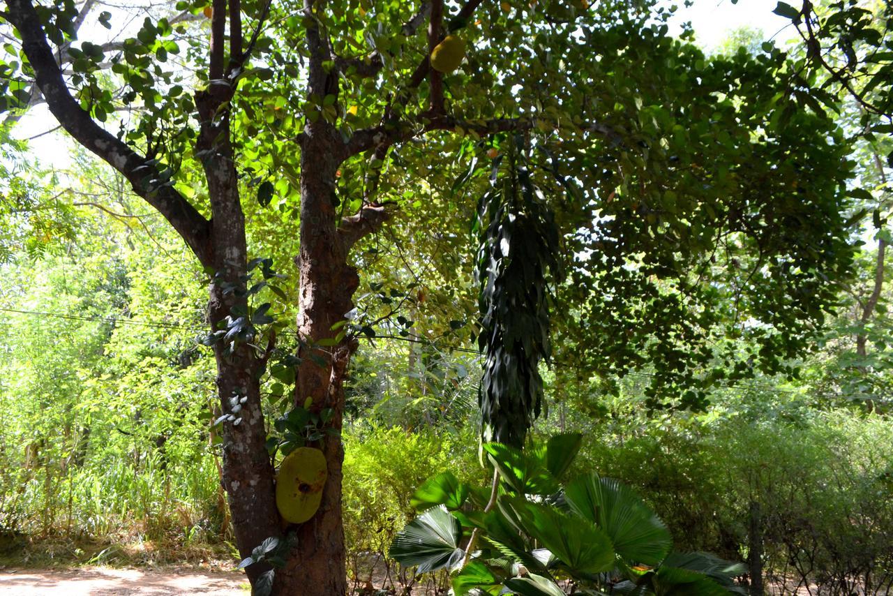 Sigiriya Freedom Lodge Dambulla Bagian luar foto